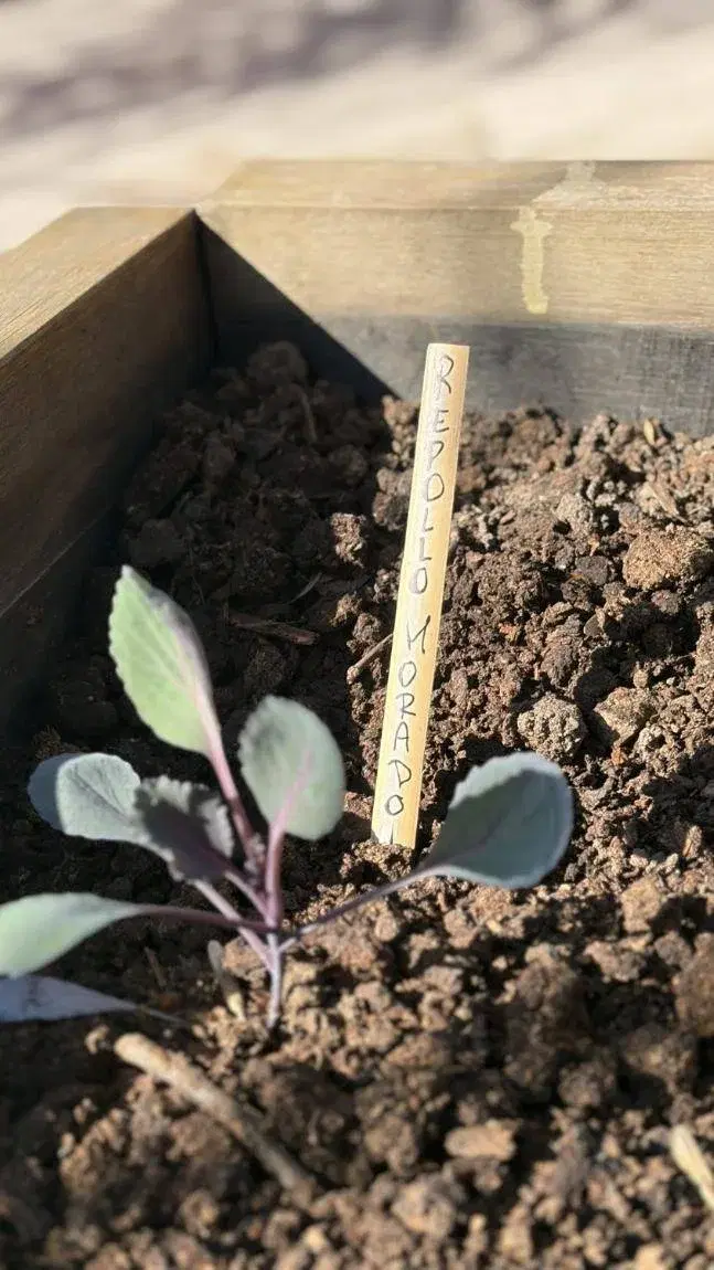 Plantín de repollo morado con su cartel