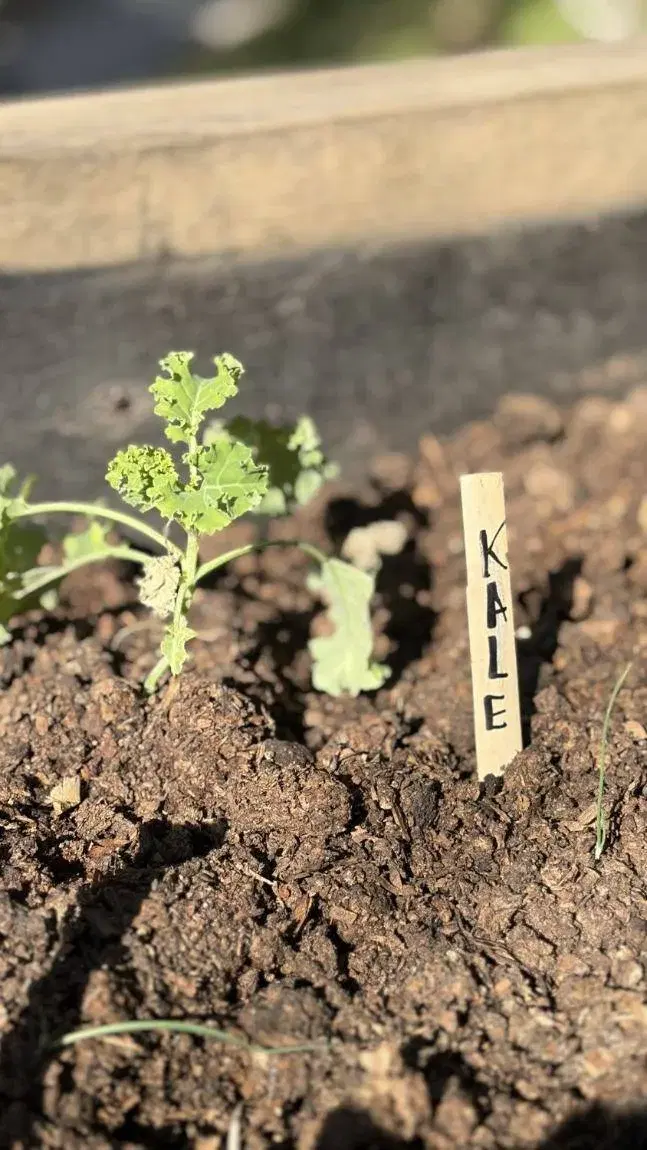 Plantín de kale con su cartel escrito a mano