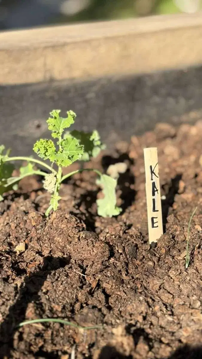 Reposeras sobre el césped del jardín