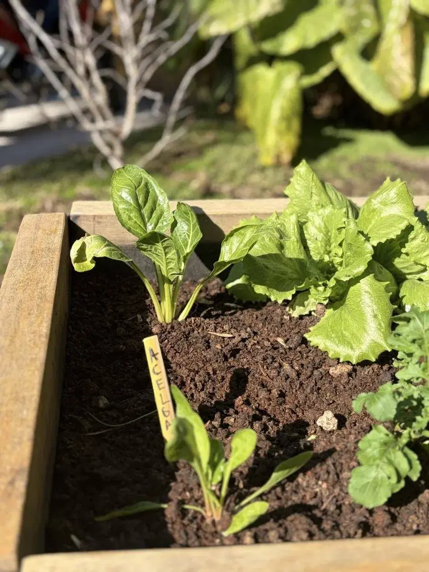 Acelga recién plantada en la huerta
